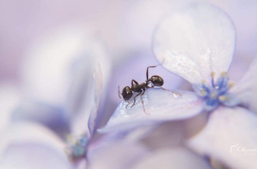  Le formiche lavoratrici