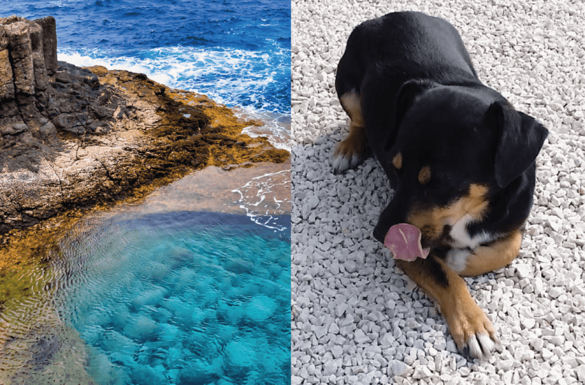 Isole Can(i)arie: Curiosità