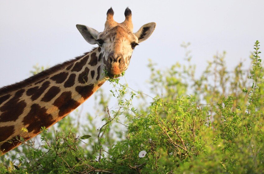 Avete mai pensato alla giraffa? :)