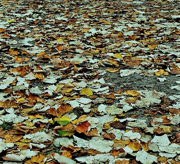  Cadono le foglie